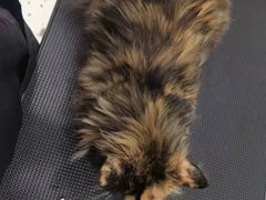 -BABIT巴比特宠物(MOMOPARK店)