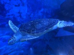 -多彩贵州城极地海洋世界