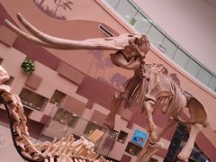 -陕西自然博物馆