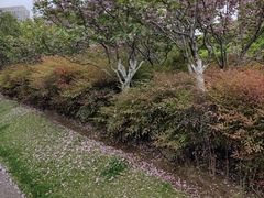 -皇粮浜湿地公园