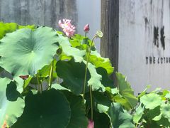 -几荷·恰似故人来(秀水广场店)