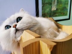 -喵屿·大理花园猫咖