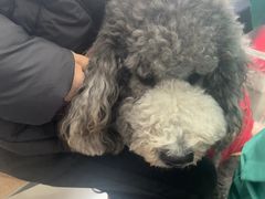 -派美特宠物医院·核磁CT·骨科肿瘤·疑难转诊(沈农禾丰店)