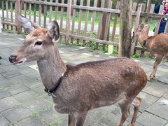 -东平国家森林公园