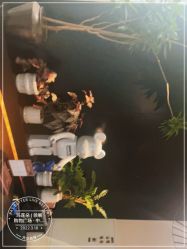 -玛莲朵·海菲秀冰珀科