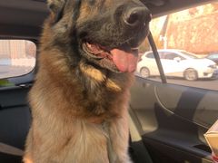 -小叮当动物医院·骨科·眼科