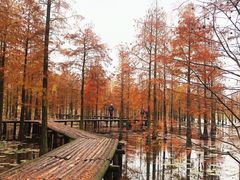 -池杉湖湿地公园