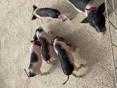 -前小桔亲子创意农场·草莓采摘·露营烧烤