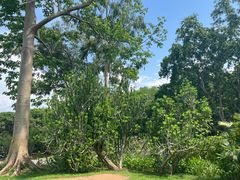 -中国科学院西双版纳热带植物园