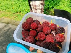 -火炉山森林公园