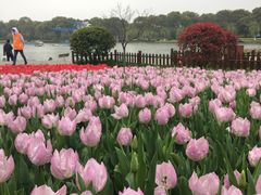 -上海鲜花港