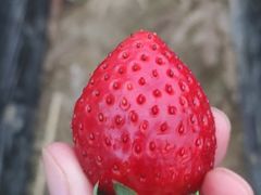 -虾念·128香辣虾.武汉烧烤(龙华总店)