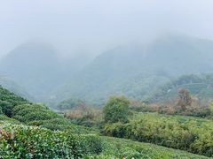 -龙坞茶村