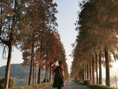 -东湖落雁景区