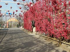 -北京凤凰岭