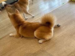 -南京Hallo宠物乐园·哈罗犬舍·柴犬繁育基地