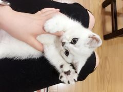-1013 PET SHOP 宠物商店(近铁城市广场店)