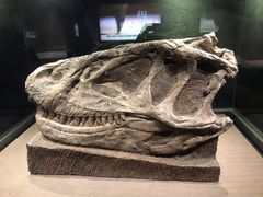 -自贡恐龙博物馆