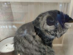 -爪爪喵星球·猫舍(前海卓越店)