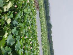 -荷塘月色湿地公园·向阳花洲
