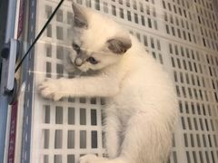 -lincat·猫舍(广州店)