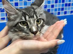 -瑞鹏宠物医院·宠保定点·心脏科·内科(御桥分院)