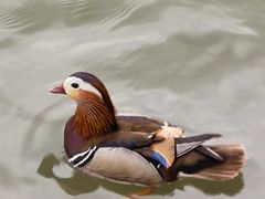 -知味观(湖滨总店)