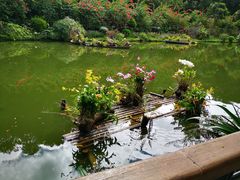 -深圳仙湖植物园