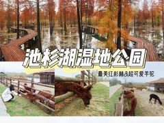-池杉湖湿地公园