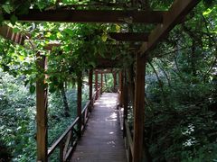 -大岭沟猕猴桃谷风景区
