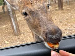 -秦皇岛野生动物园