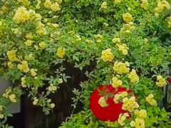 -杭州植物园