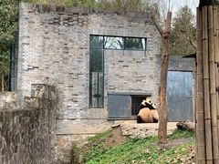 -都江堰中华大熊猫苑