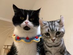 -猫友咖啡店(玉林西路店)
