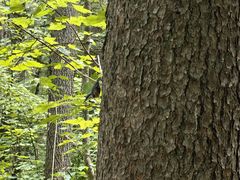 -五营红松林海景区