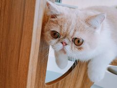 -飞行喵MR PILOT|猫舍·猫咖(静安大融城店)