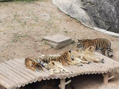 -深圳野生动物园