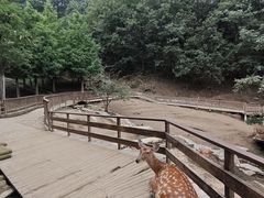 -栾川竹海野生动物园