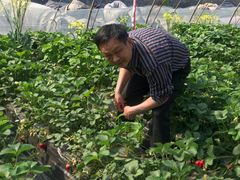 -大自然农场蔬菜草莓采摘园