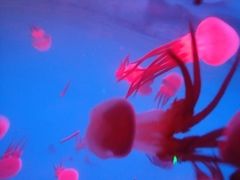 -厦门海底世界