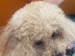 -乐派堂宠物医院·猫友好· 心脏科(东街店)