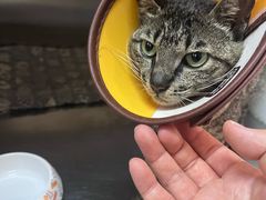 -御宝贝·A梦猫科宠物医院(国际猫友好医院)
