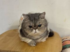 -楼上猫咖(罗湖店)