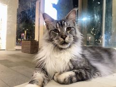 -瞄一喵猫咖(格力海岸店)