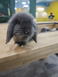 -神奇动物撸宠馆·羊驼·小浣熊·异宠(豫园店)