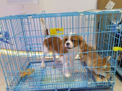 -1013 PET SHOP精品宠物商店(丁香店)