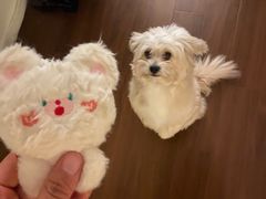 -天使宠物医院·犬猫分诊(彩虹店)