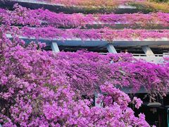 -深圳仙湖植物园