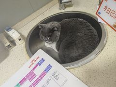 -伟伟宠物医院·瑞派猫友好医院·猫科(光谷店)