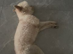 -芭比堂动物医院·犬猫全科·异宠专科(雁塔分院)